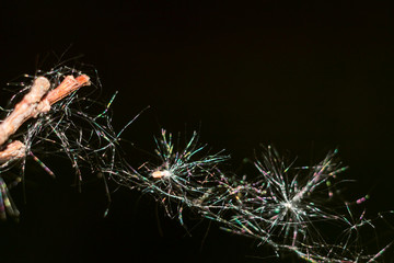 Abstract view of fluff spreading from trees