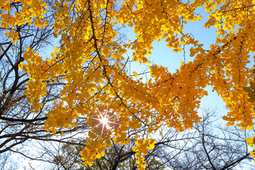 イチョウの黄葉