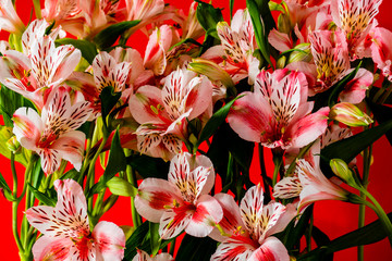 white alstroemeria flowers background