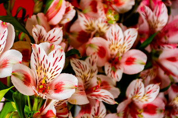 pink alstroemeria flowers background