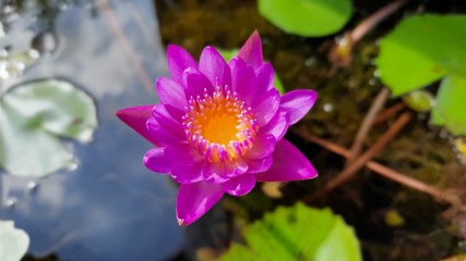 lotus