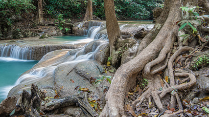 Tree with twisting roots at the waterfall
