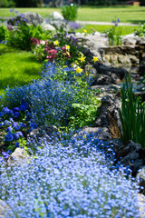 Obraz premium Landscape design of flowerbeds in the garden. Forget-me-not catchments.