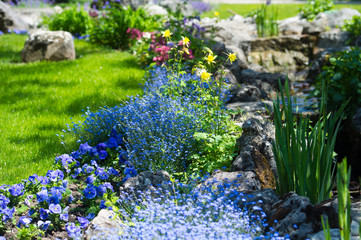 Fototapeta premium Landscape design of flowerbeds in the garden. Forget-me-not catchments.