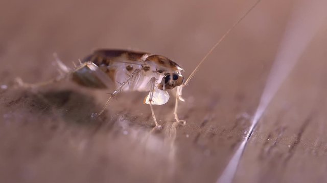 4k extreme close up roach bite on white color piece of food, bugs insect. small animal life, house cleaning hygiene, macro shot, brown wood floor, wiggle antenna, amazing nature