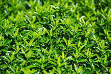 Fototapeta na wymiar Shrub with green foliage. Gardening. Hedgerow.