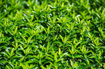 Shrub with green foliage. Gardening. Hedgerow.