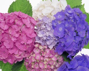 Bouquet of hydrangea, pink, lilac, purple flowers