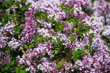Lilac flowers in the garden in springtime. Gardening.