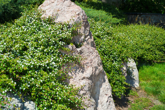 Bearberry cotoneaster Radicans white flower - Latin name - Cotoneaster dammeri Radicans