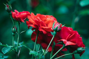 red roses bushes close up