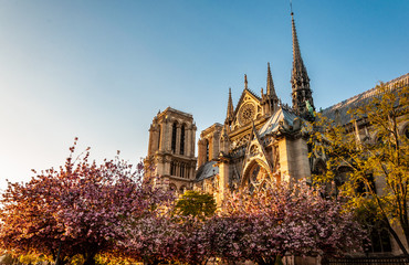 Paris Notre Dame Cathedral from Seine river during the spring