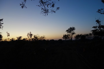 silhouette of tree at sunset