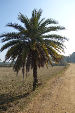Date palm tree at the roadside of a rural village in India .