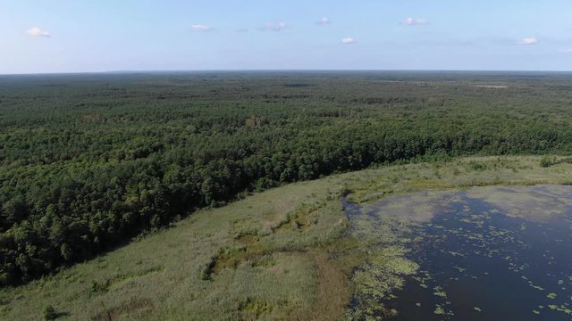 Aerial View Over Marshy Lake Bordering Vast Forest Landscape