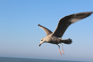 Möwe Bird Atlantic 