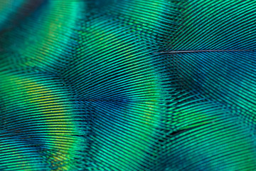 Closeup peacock feathers ,Beautiful background(Indian peafowl)