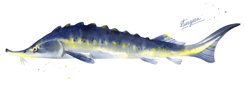 Sturgeon, Russian sturgeon, beluga fish illustration. Hand drawn watercolor on white background