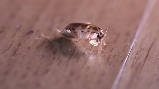 4k extreme close up little roach enjoy eating its food, small creature, bugs insect documentary, isolated, macro shot, brown wood floor
