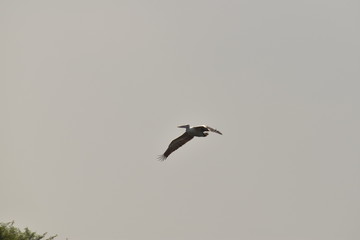 A beautiful Pelican flying against the blue sky. in india