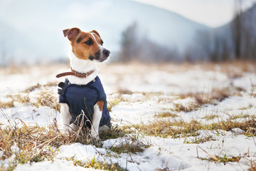 Small Jack Russell terrier in winter coat sitting at frozen ground with patches of snow on cold...