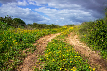 Fototapeta na wymiar Country road in a field of blooming yellow flowers and green bushes against a cloudy sky