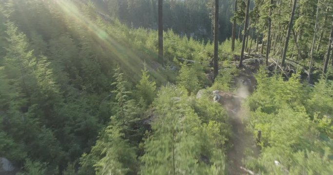 Man riding downhill mountain bike in Whistler forest during sunset.