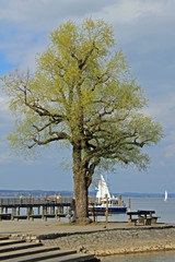 Fototapeta na wymiar Baum am See