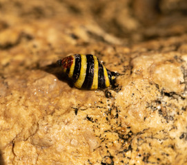 Engina trifasciata, is commonly known as the 