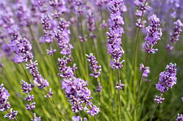 Obraz premium Lavender Field in the summer. Aromatherapy. Nature Cosmetics.