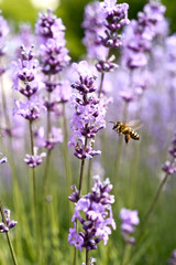 Lavender Field in the summer. Aromatherapy. Nature Cosmetics.