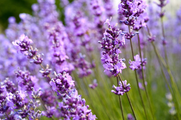Obraz premium Lavender Field in the summer. Aromatherapy. Nature Cosmetics.