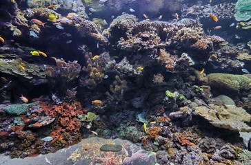 Tropical fish in a marine aquarium