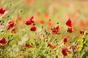 Fototapeta premium Klatschmohn am Straßenrand