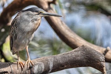 Striated Heron (Butorides striata) on a branch