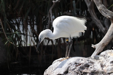 A specimen of little egret (Egretta garzetta)