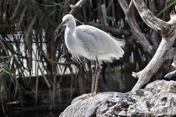 A specimen of little egret (Egretta garzetta)