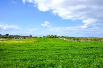 Landscape of green fields of wheat against the sky with clouds