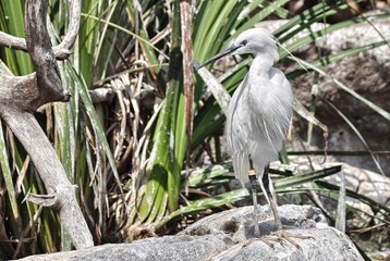 A specimen of little egret (Egretta garzetta)