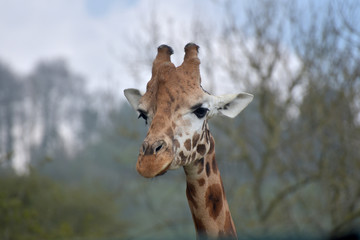 Rothschild giraffes with their patterned hide