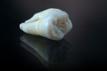 human tooth on black background macro photography