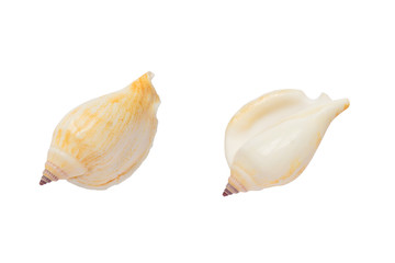 Two sides of Banded Tulip sea shell isolated on white background with clipping path.