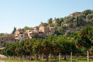 Plantage mit Orangenbäumen in Fornalutx auf spanischer Insel Mallorca