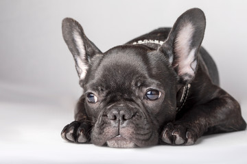 Portrait of a french bulldog in black