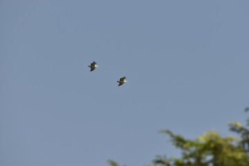 Two beautiful Pelicans flying against the blue sky. in india