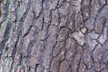 Bark texture