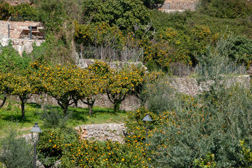 Orangeplantage auf Terassen auf spanischer Insel Mallorca im Frühling