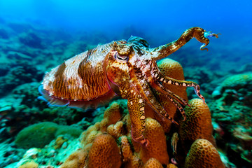 Underwaterphoto of cuttlefish from a scuba dive at Phi Phi Islands in Thailand. 