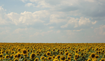 Obraz premium Field of sunflowers on a bright summer day
