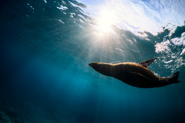 Playful seal swimming in the crystal clear water, Australia